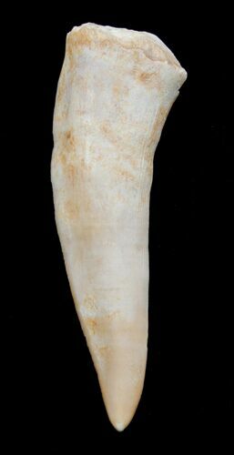 Enchodus Tooth - Extinct Bony Fish #3409